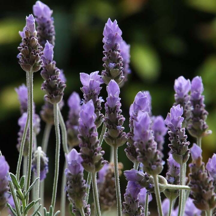 French Lavender Brookfield Gardens