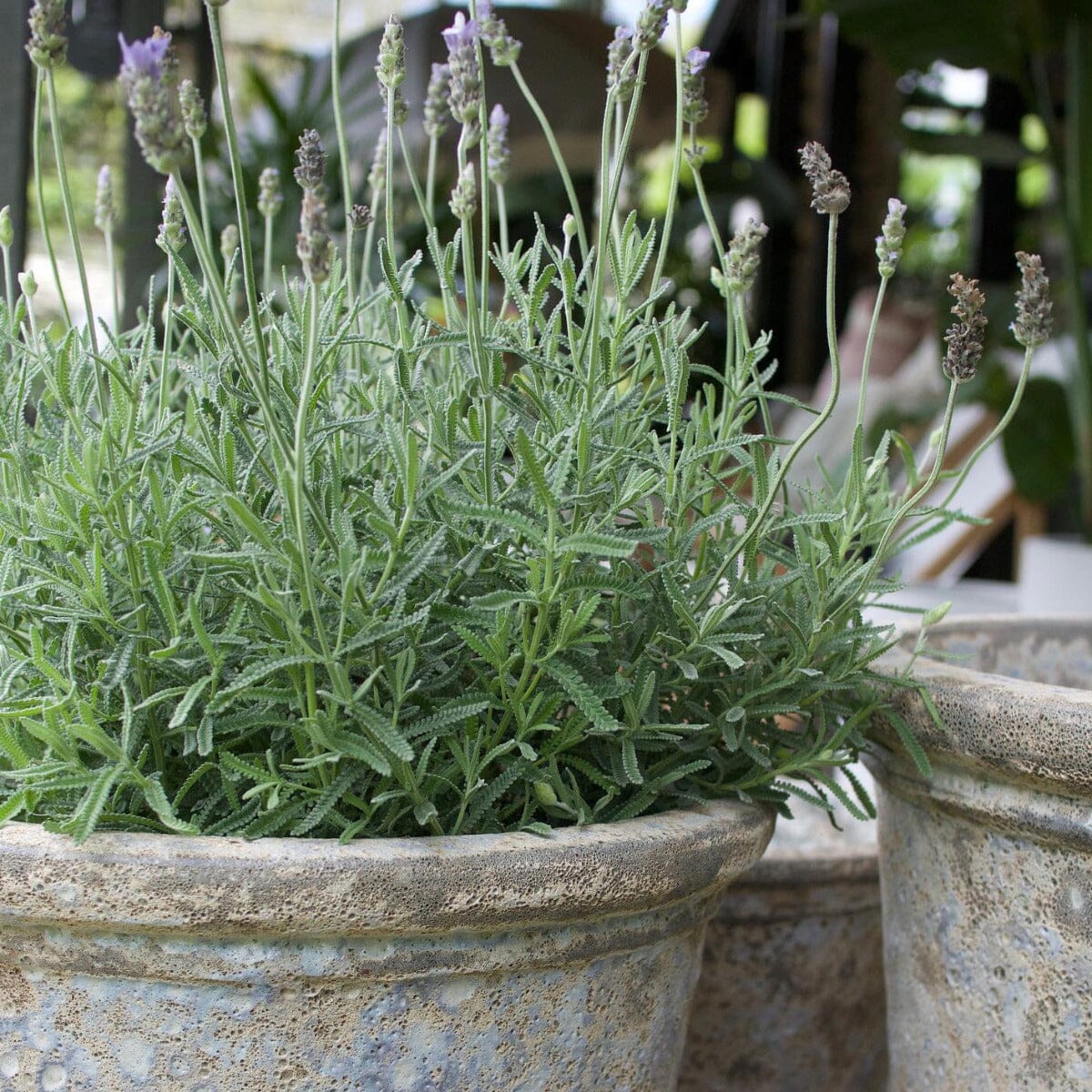 French Lavender Brookfield Gardens