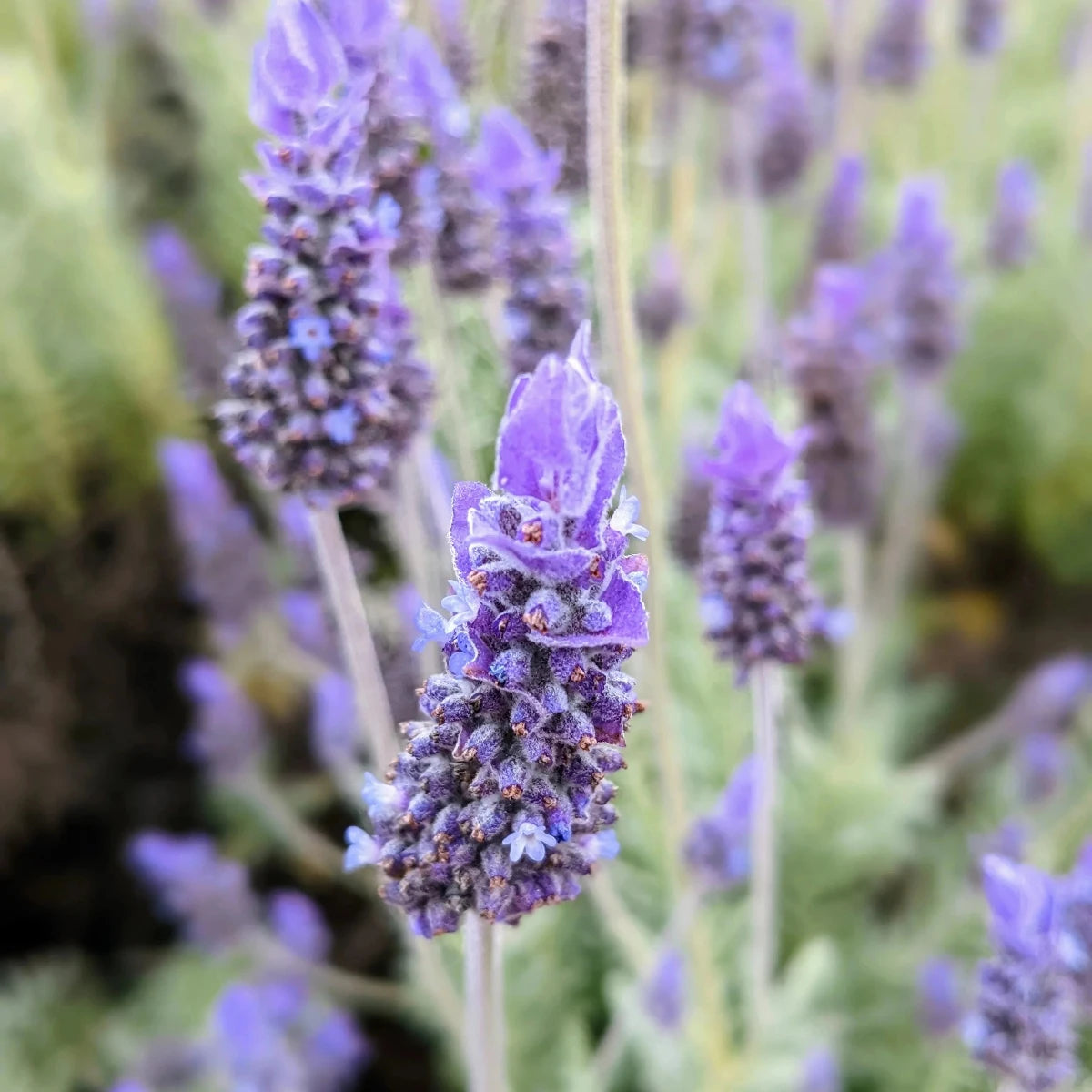 French Lavender Brookfield Gardens