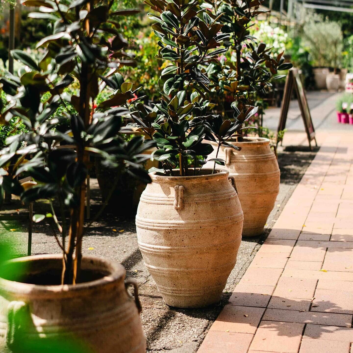 Ganache Urn with Lugs Pots - Terracotta Brookfield Gardens