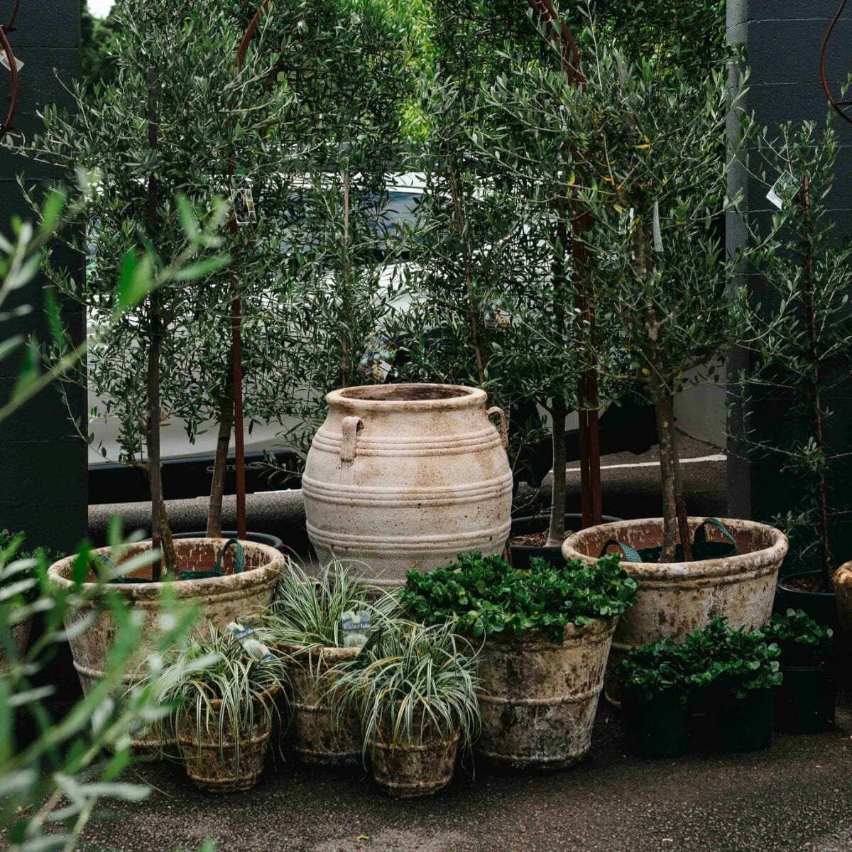 Ganache Urn with Lugs Pots - Terracotta Brookfield Gardens