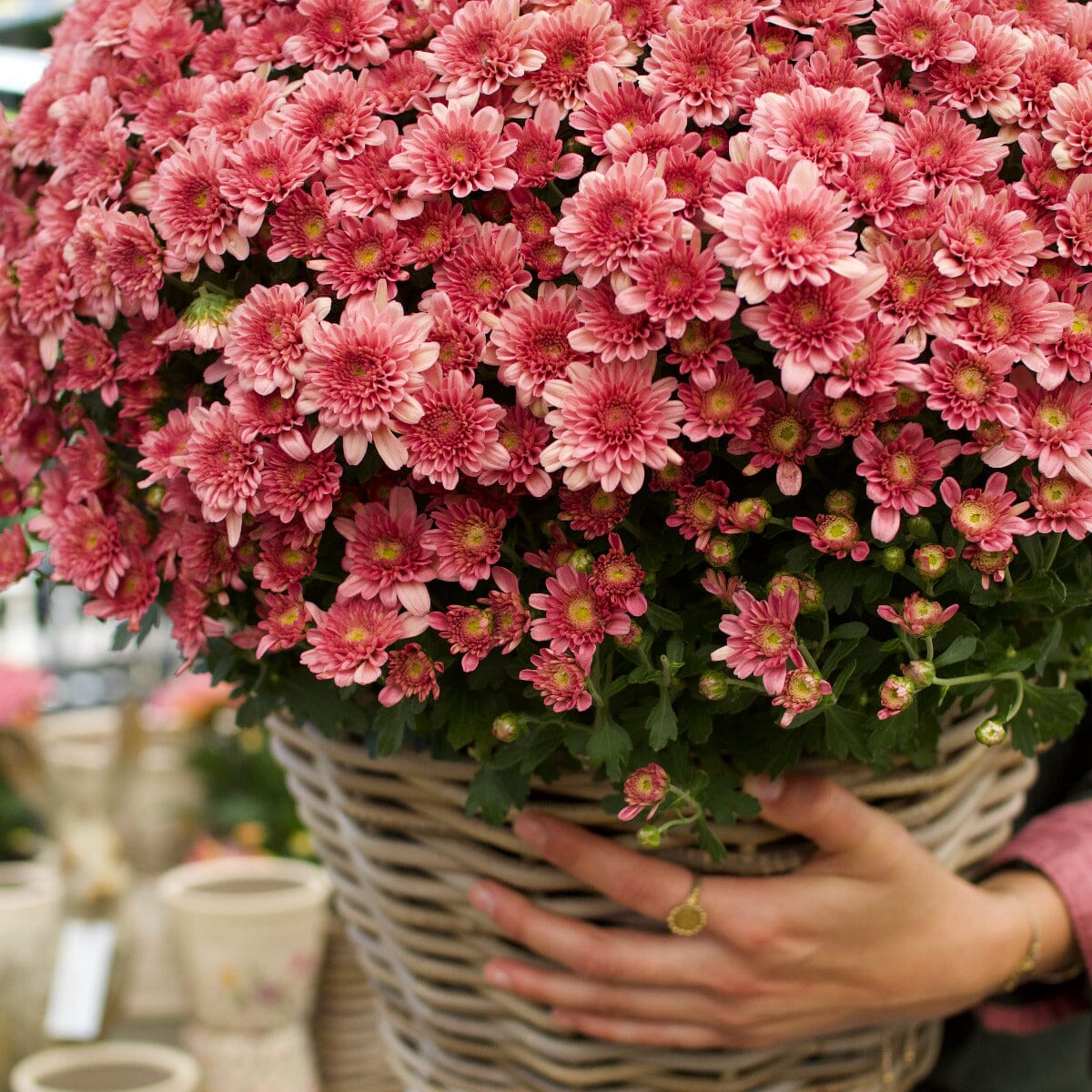 Garden Mum in Basket Hampers Brookfield Gardens