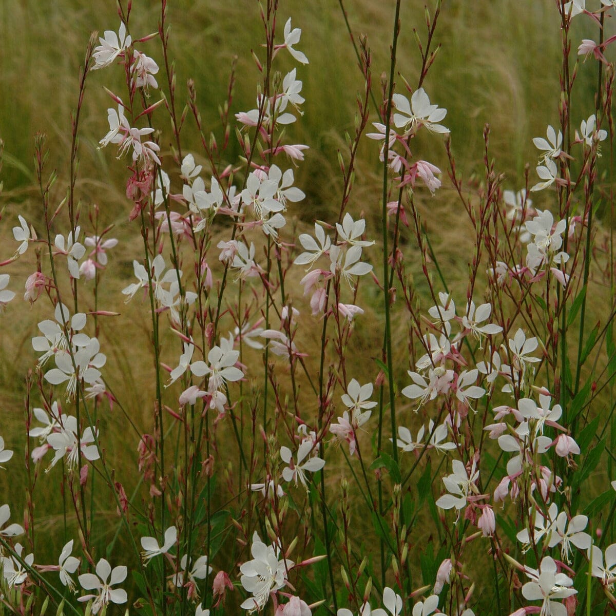 Gaura lindheimeri Brookfield Gardens