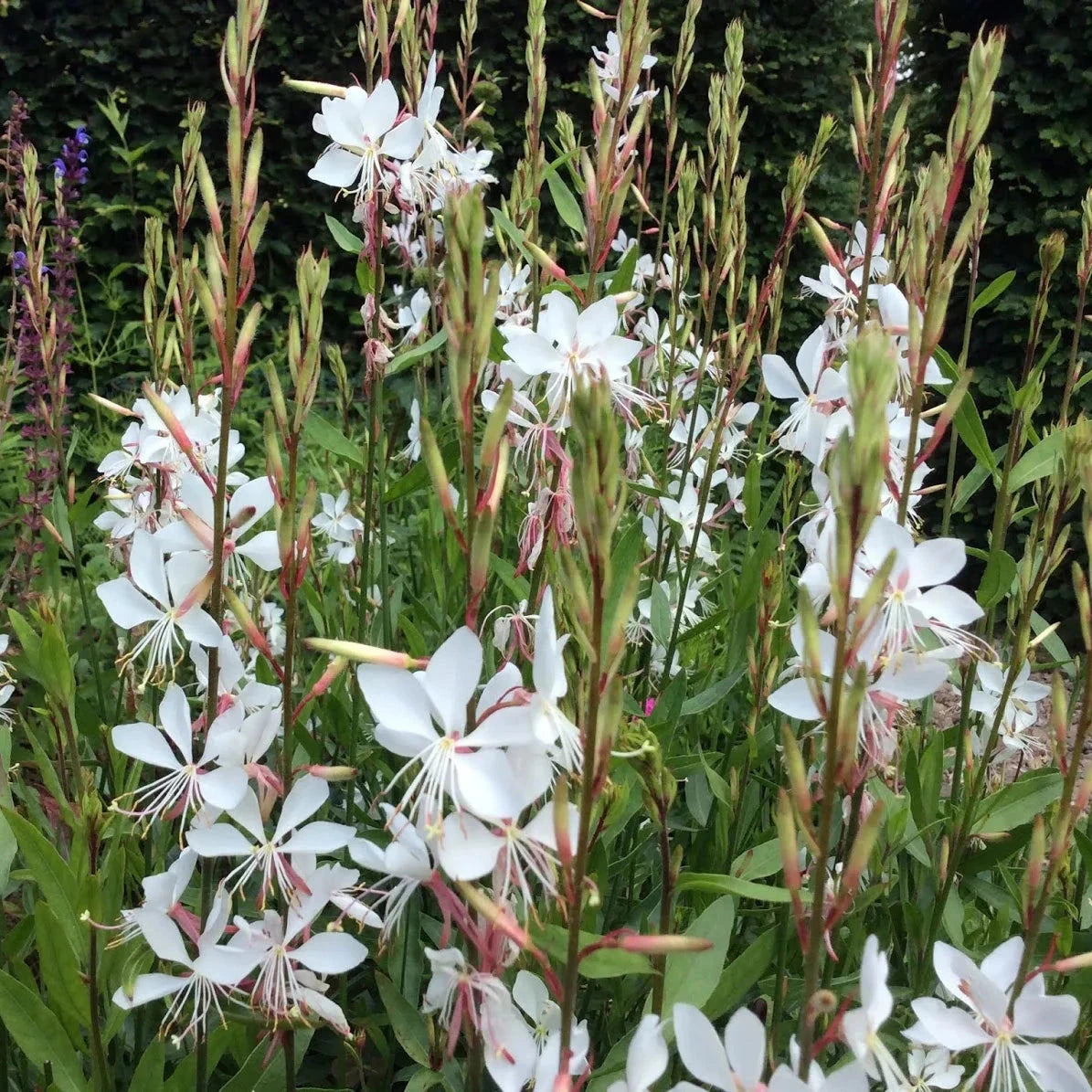 Gaura lindheimeri Brookfield Gardens