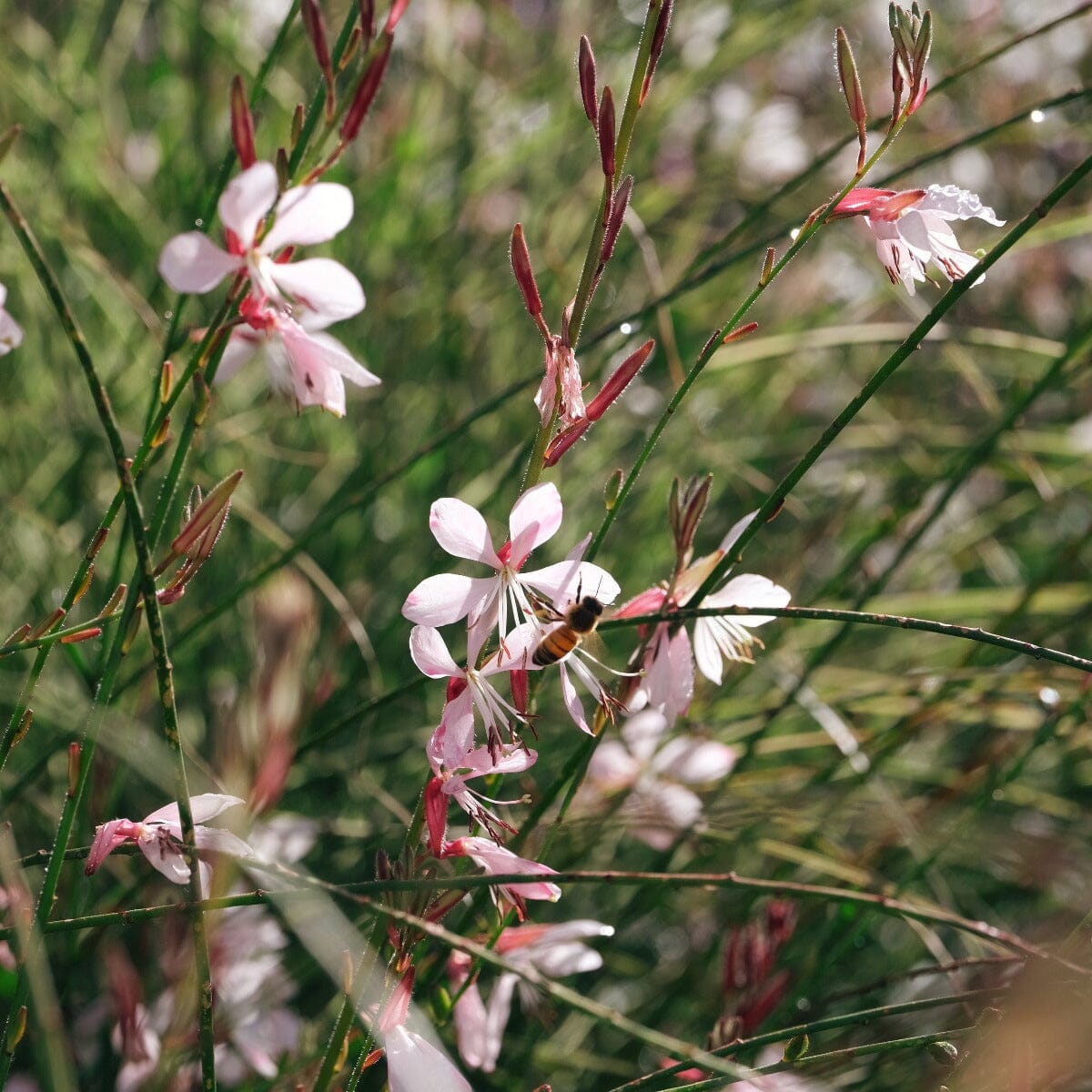 Gaura lindheimeri Brookfield Gardens