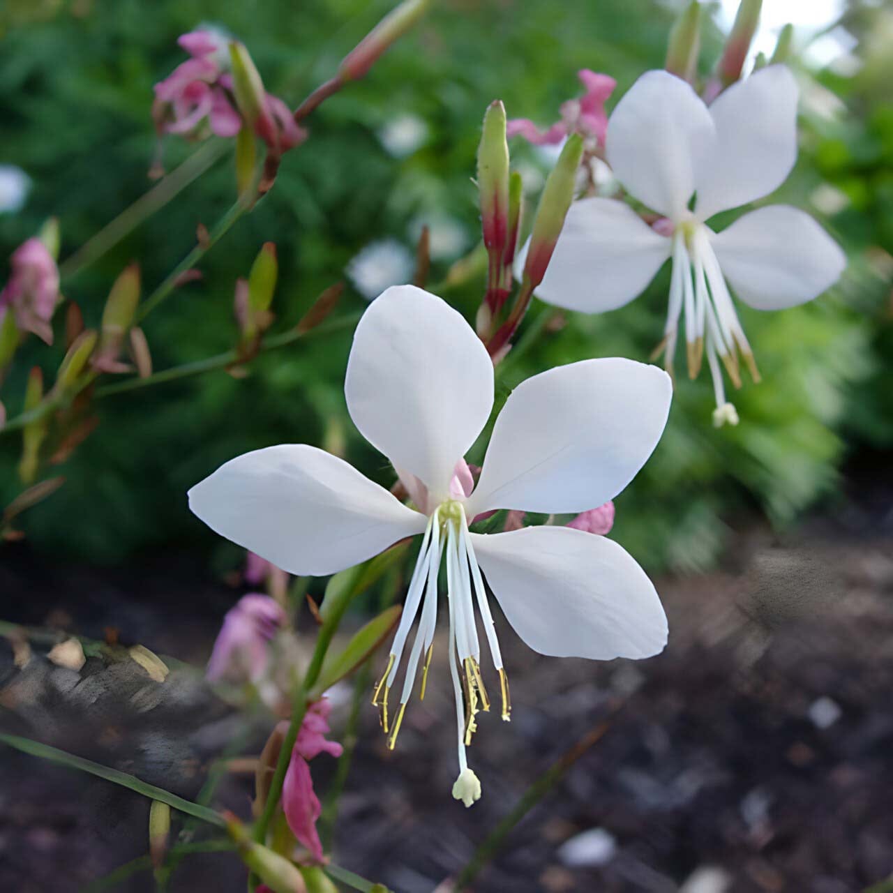 Gaura lindheimeri Brookfield Gardens