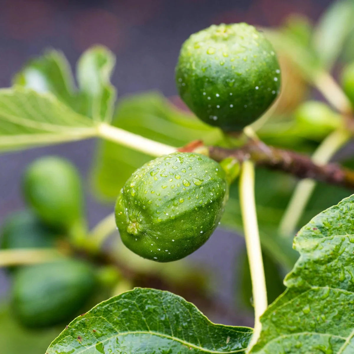 Genoa Fig Fruit Trees Brookfield Gardens