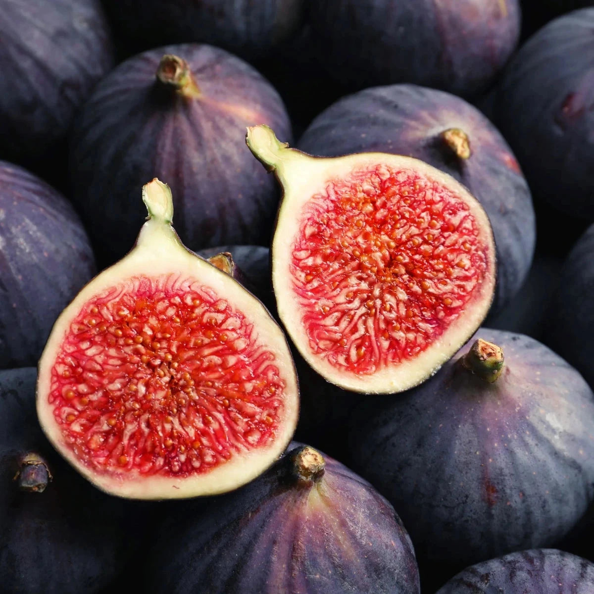 Genoa Fig Fruit Trees Brookfield Gardens