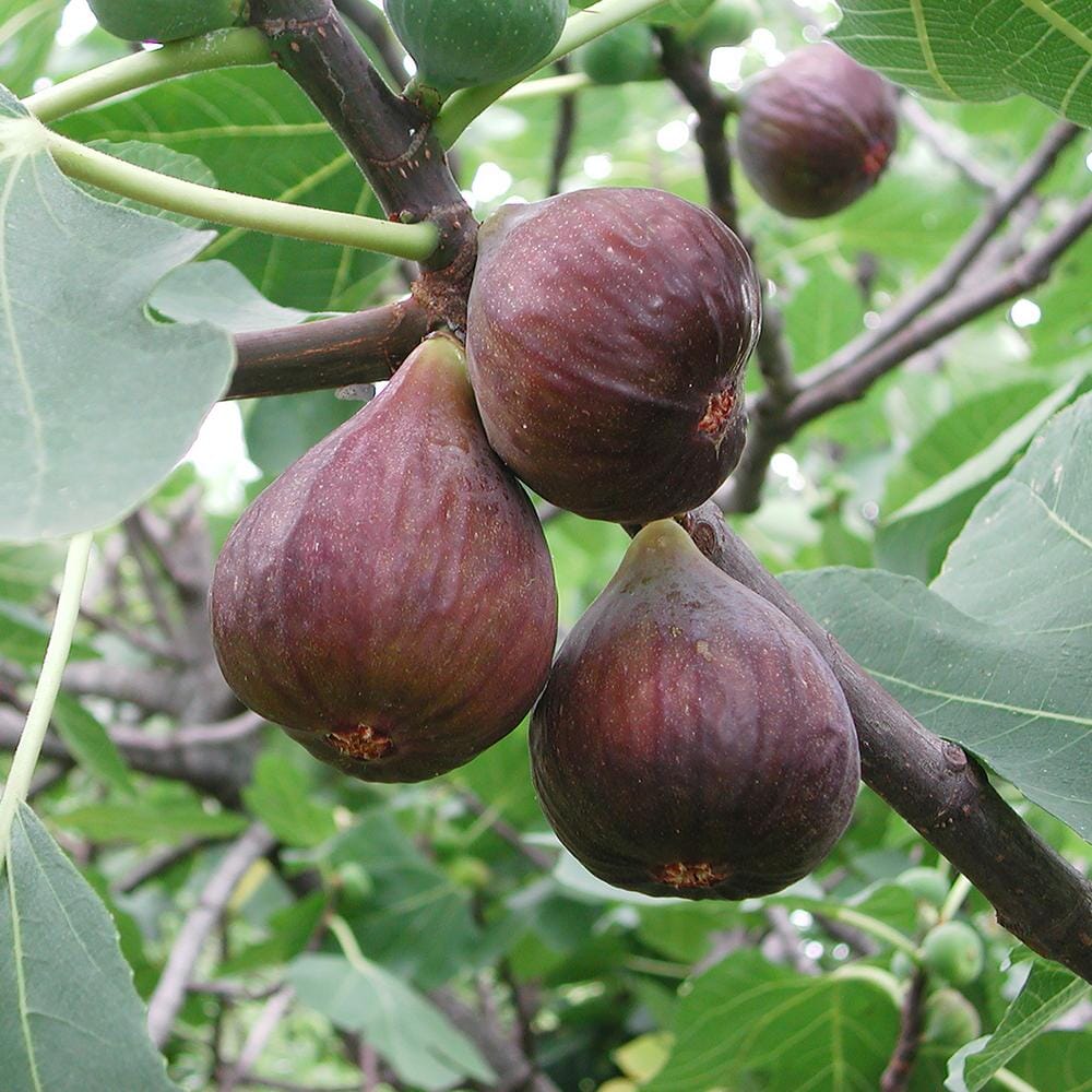 Genoa Fig Fruit Trees Brookfield Gardens