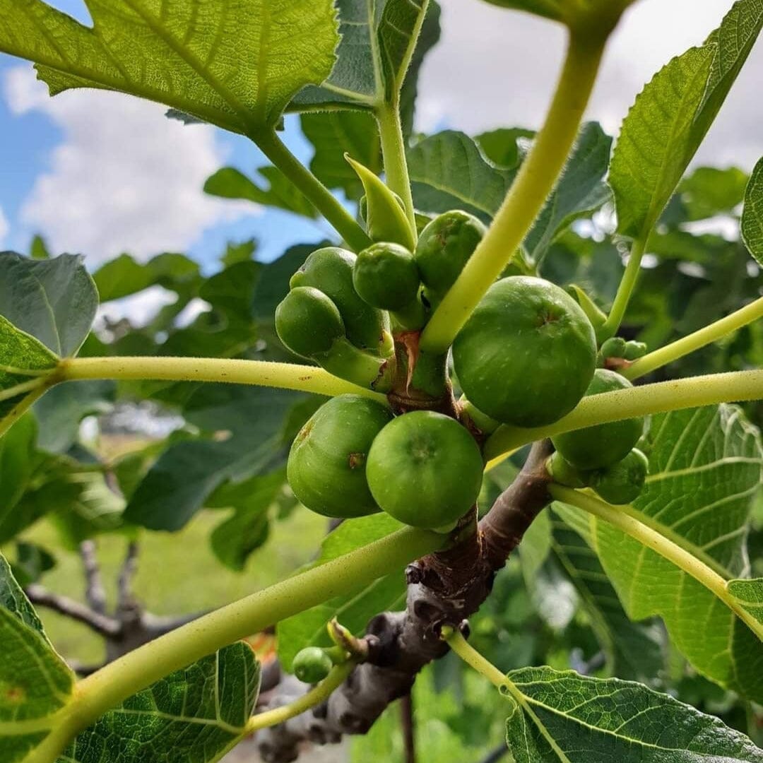 Genoa Fig Fruit Trees Brookfield Gardens