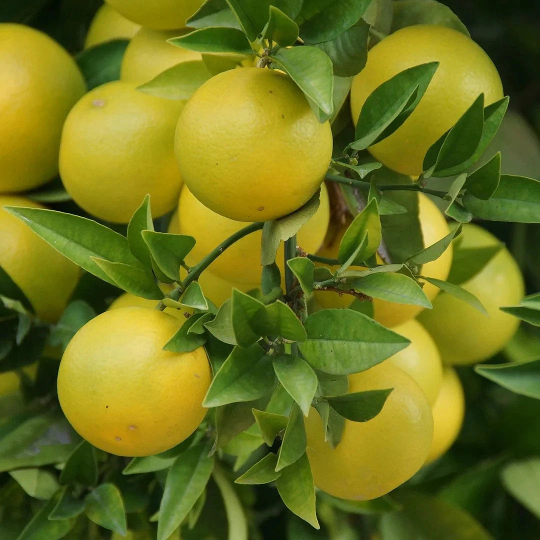 Grapefruit Fruit Trees Brookfield Gardens