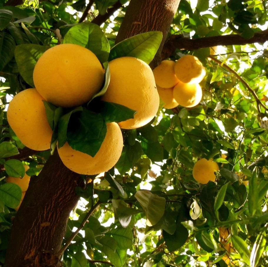 Grapefruit Fruit Trees Brookfield Gardens