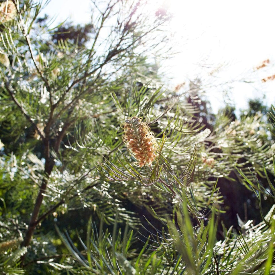 Grevillea Natives incl trees Brookfield Gardens