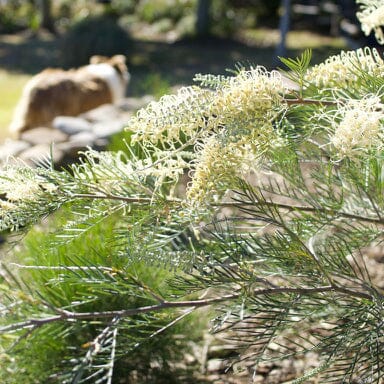 Grevillea Natives incl trees Brookfield Gardens