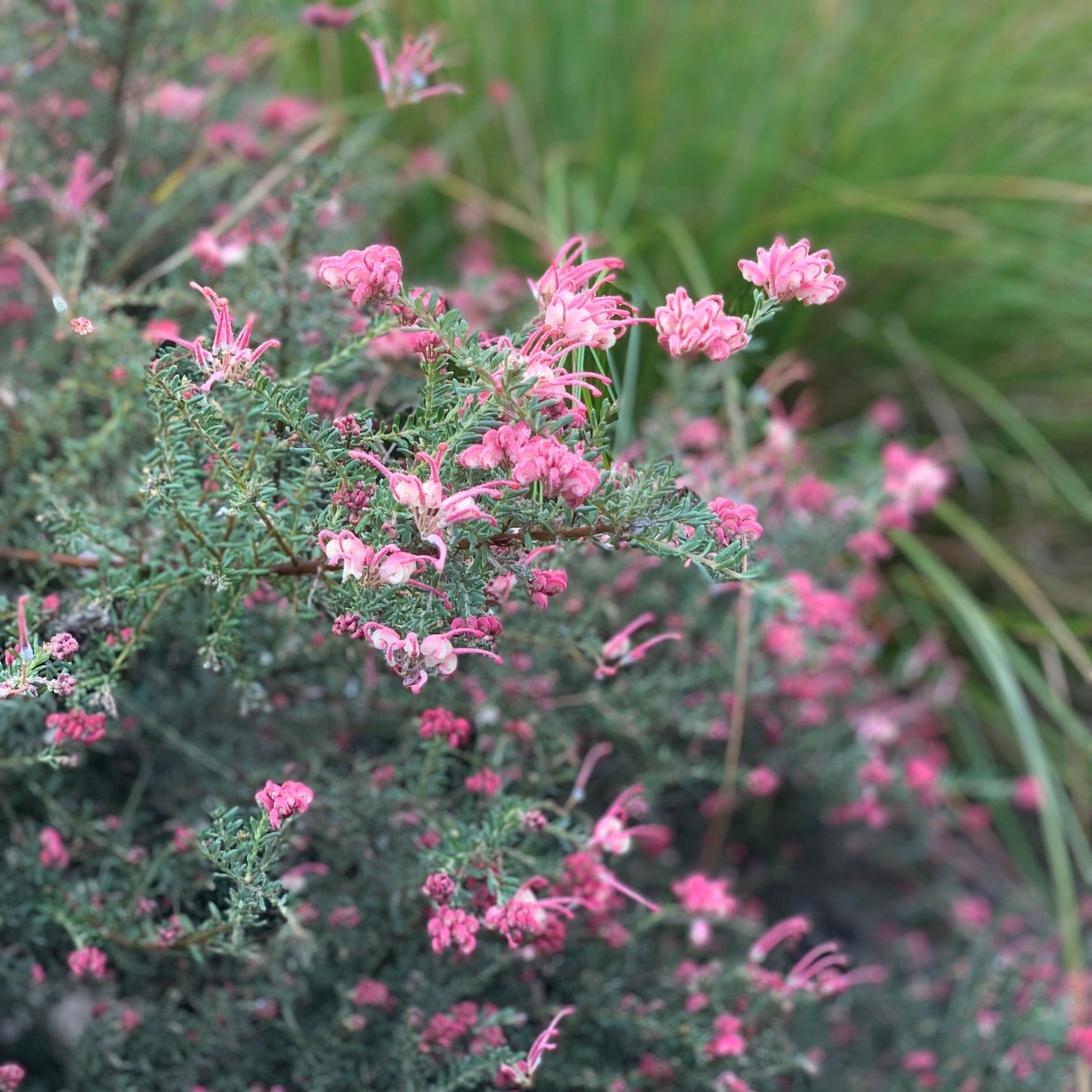 Grevillea Natives incl trees Brookfield Gardens