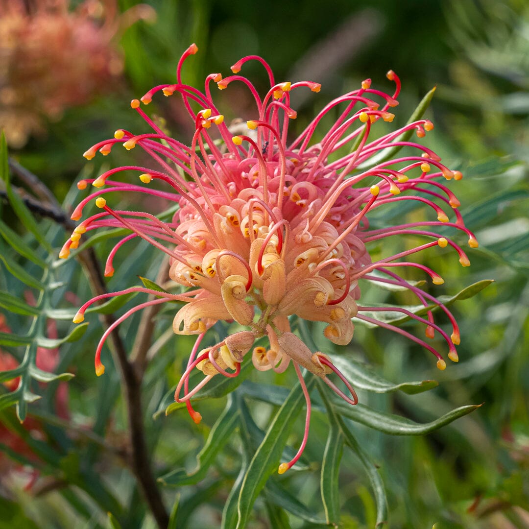 Grevillea Natives incl trees Brookfield Gardens