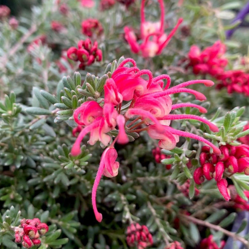 Grevillea