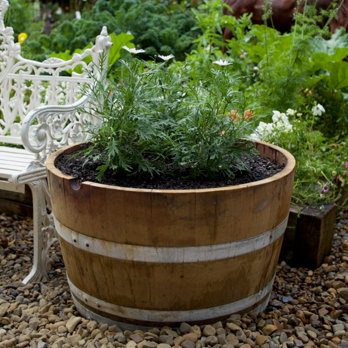Authentic Bordeaux half oak wine barrel planted as a large garden planter, available in limited numbers at Brookfield Gardens Brisbane.