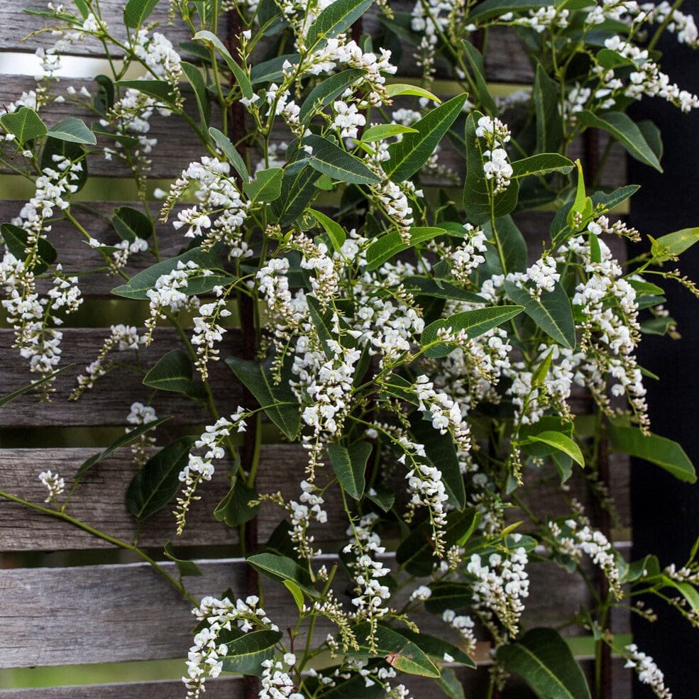 Hardenbergia 'White Out' Brookfield Gardens