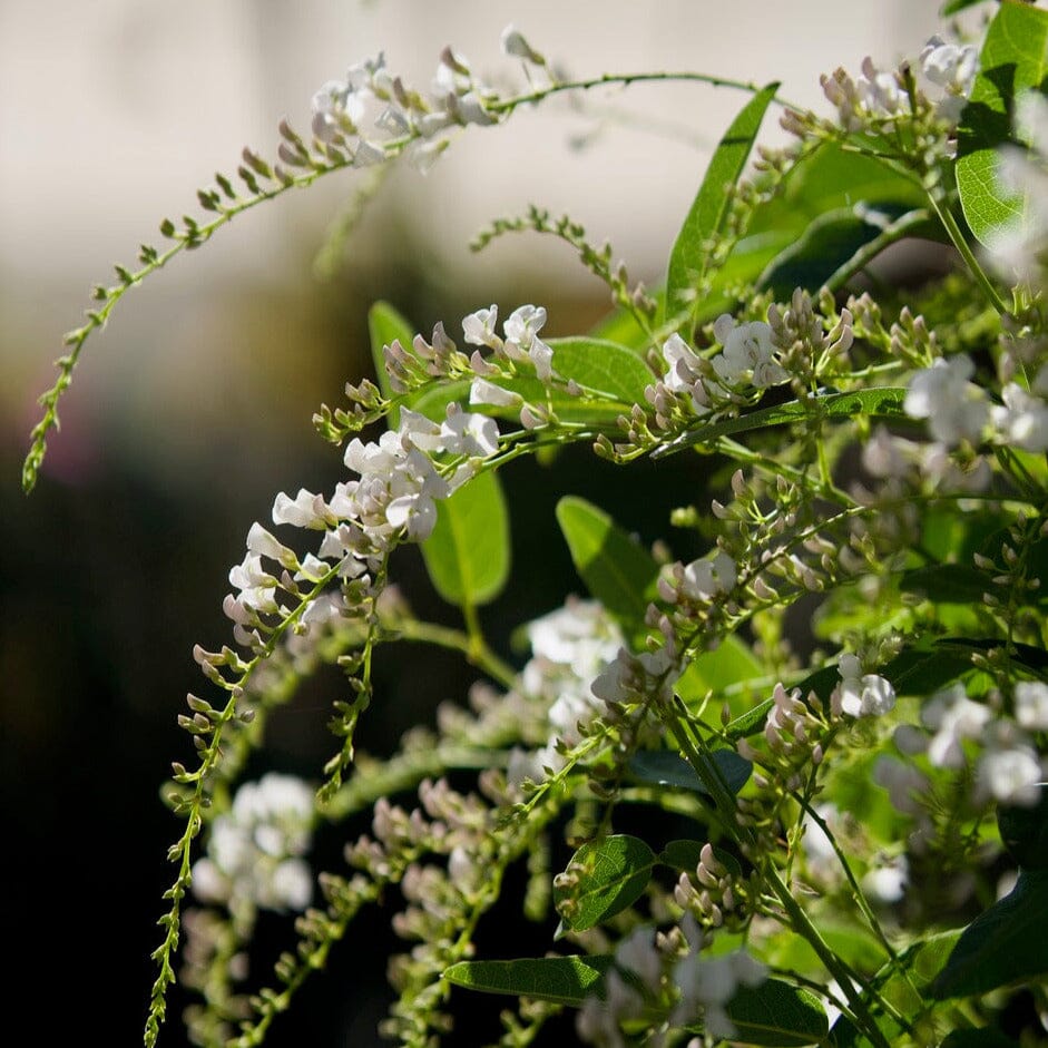 Hardenbergia 'White Out' Brookfield Gardens