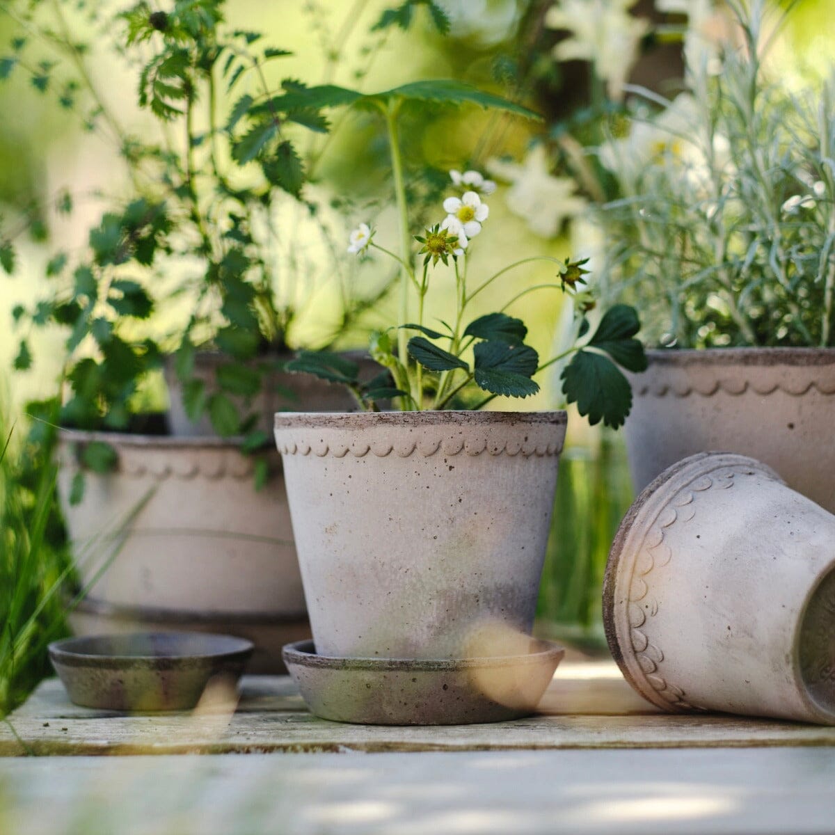 Helena Grey inc Saucer Pots - Berg Berg