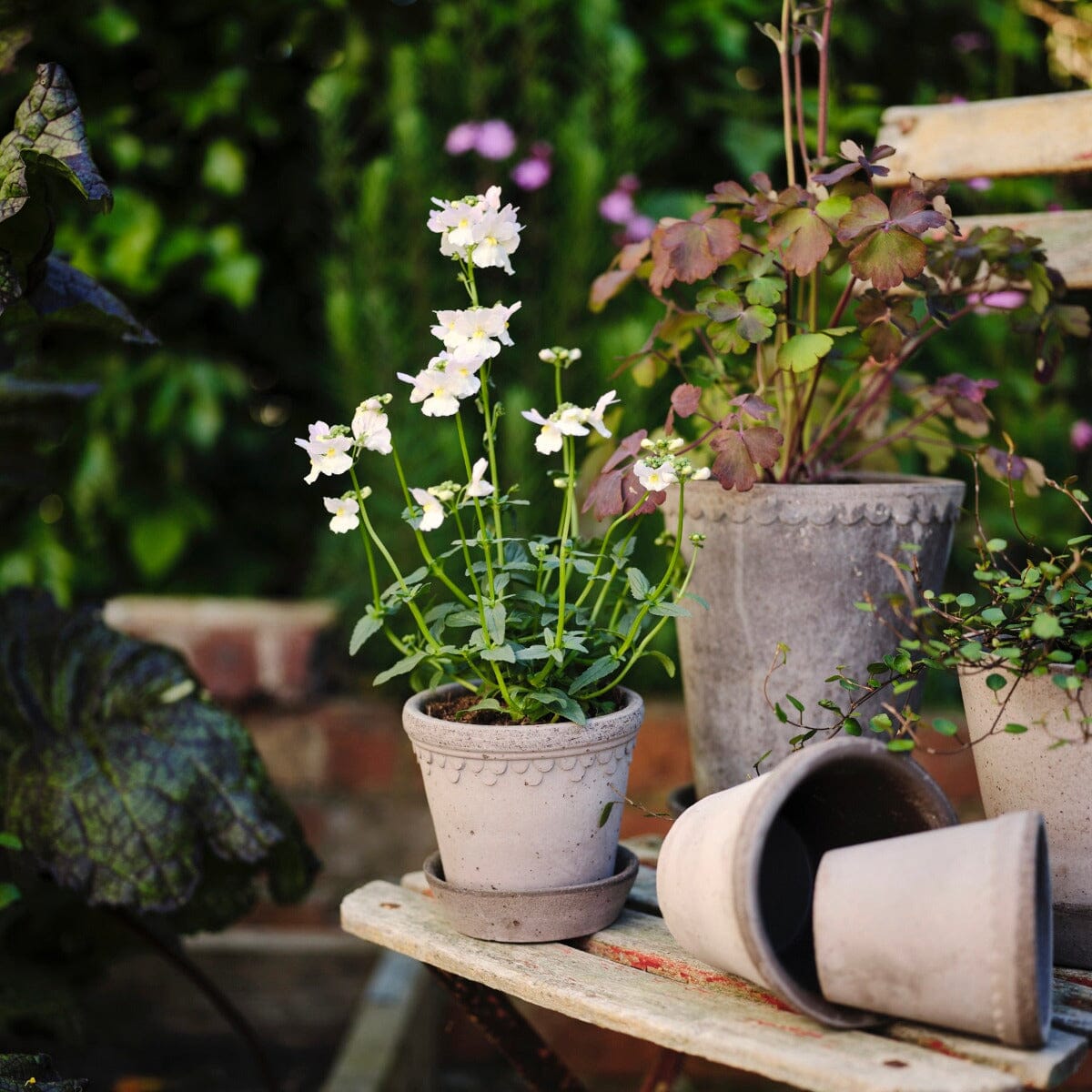 Helena Grey inc Saucer Pots - Berg Berg