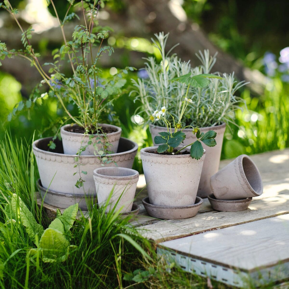Helena Grey inc Saucer Pots - Berg Berg