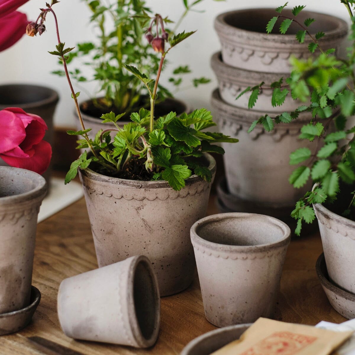 Helena Grey inc Saucer Pots - Berg Berg