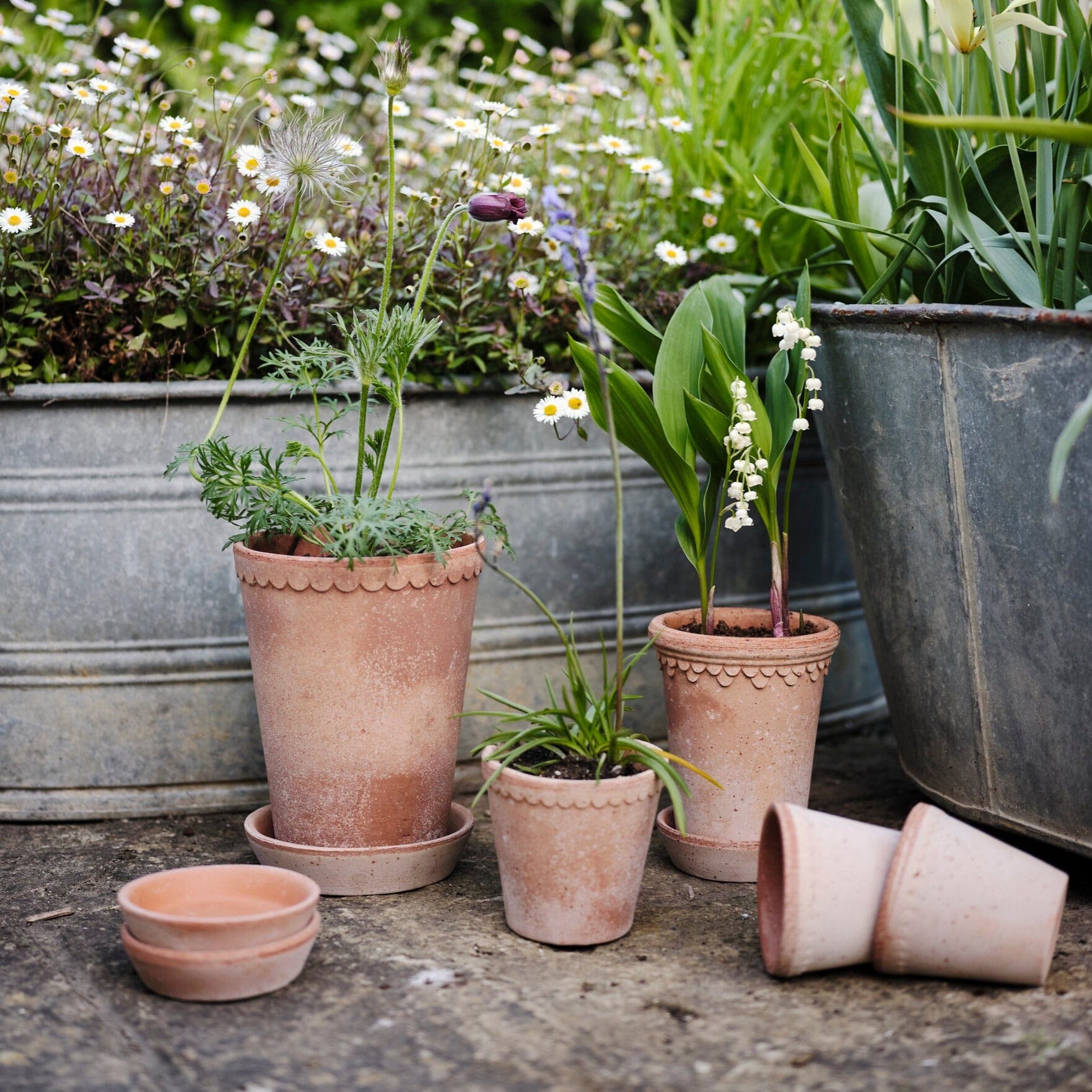 Helena High Rosa inc saucer Pots - Berg Berg