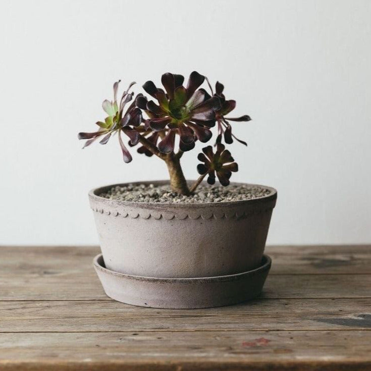 Helena Low Bowl Grey inc Saucer Pots - Berg Berg