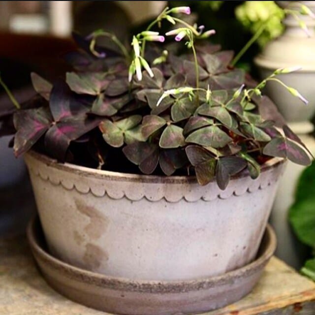 Helena Low Bowl Grey inc Saucer Pots - Berg Berg