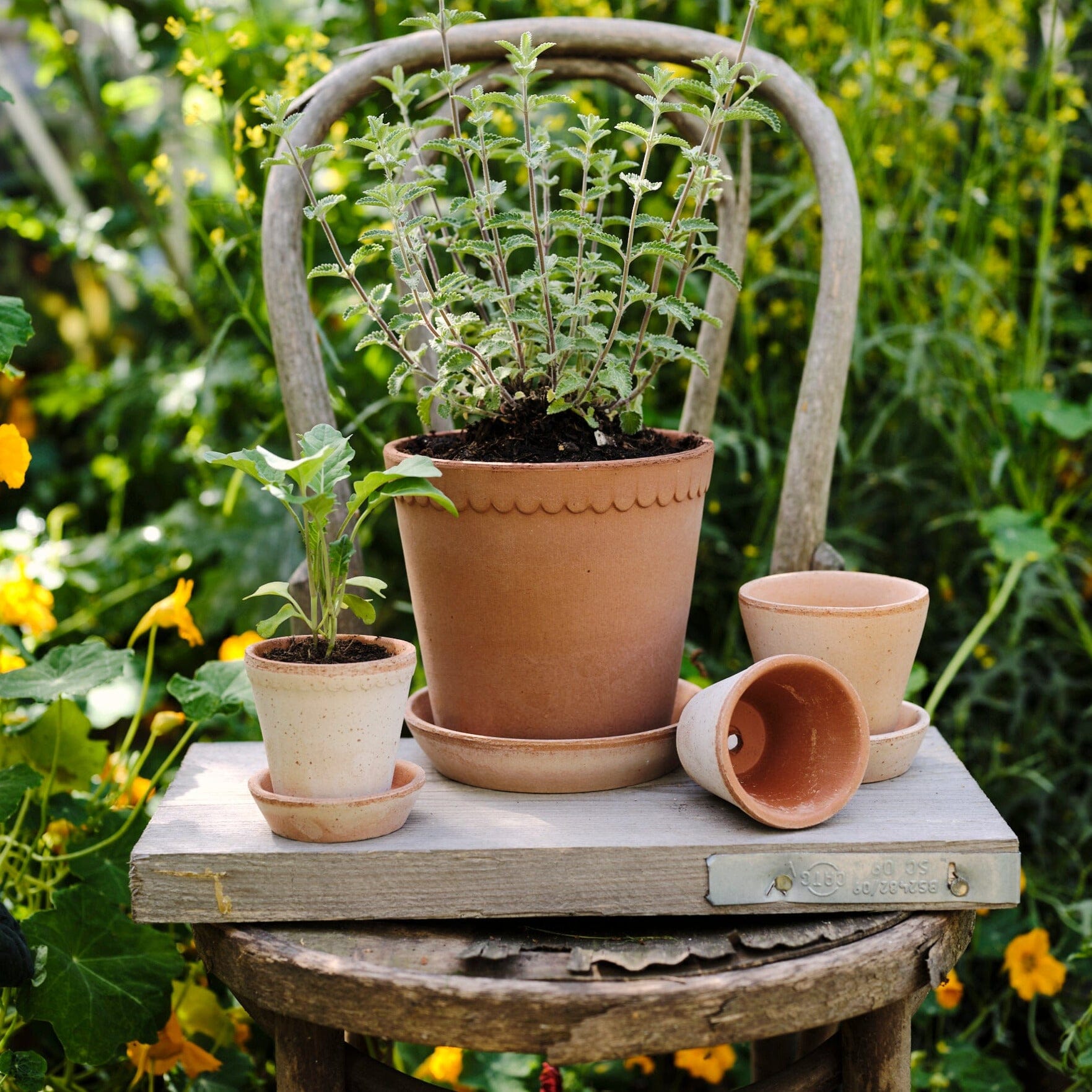Helena Rosa inc saucer Pots - Berg Berg