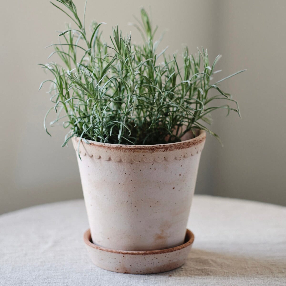 Helena Rosa inc saucer Pots - Berg Berg