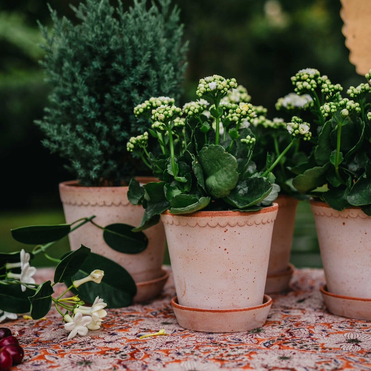 Helena Rosa inc saucer Pots - Berg Berg