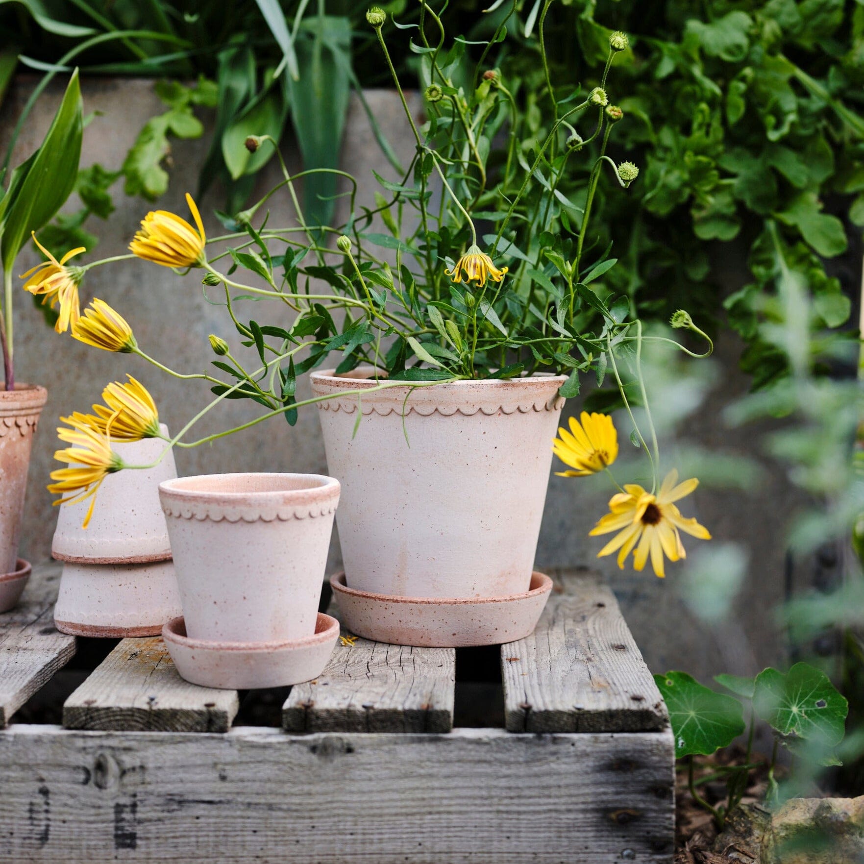 Helena Rosa inc saucer Pots - Berg Berg