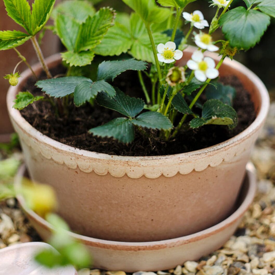 Helena Rosa Low Pot inc saucer Pots - Berg Berg