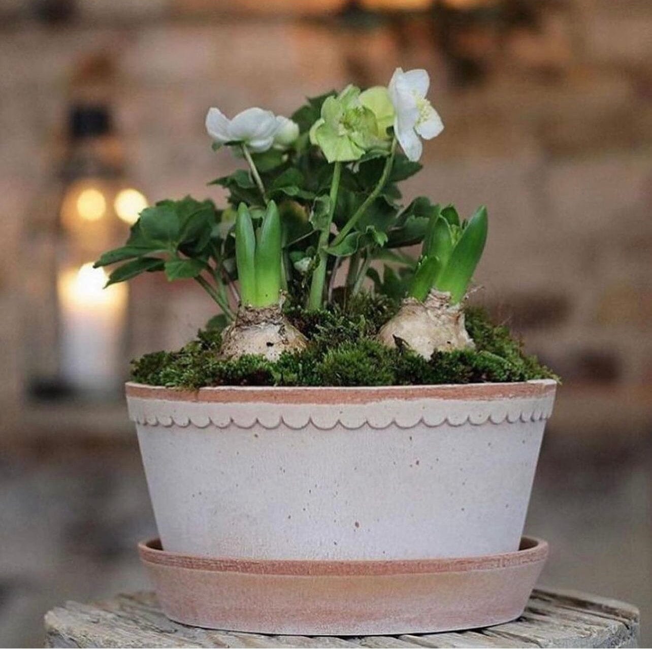 Helena Rosa Low Pot inc saucer Pots - Berg Berg