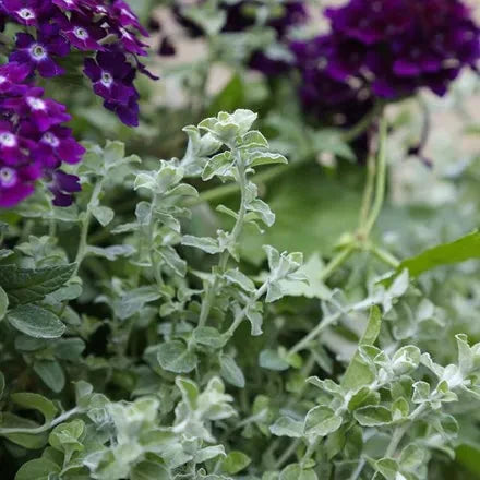 Helichrysum ‘Silver Mist’ Brookfield Gardens