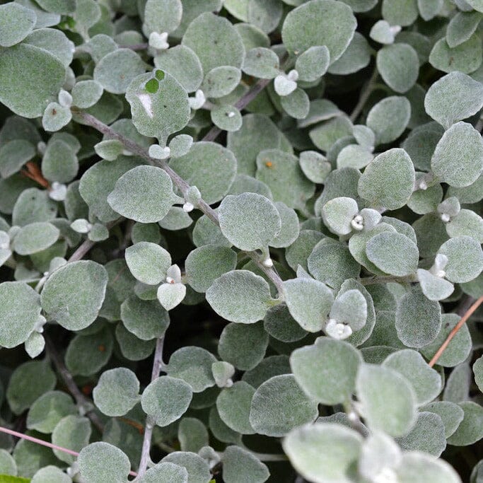 Helichrysum ‘Silver Mist’ Brookfield Gardens