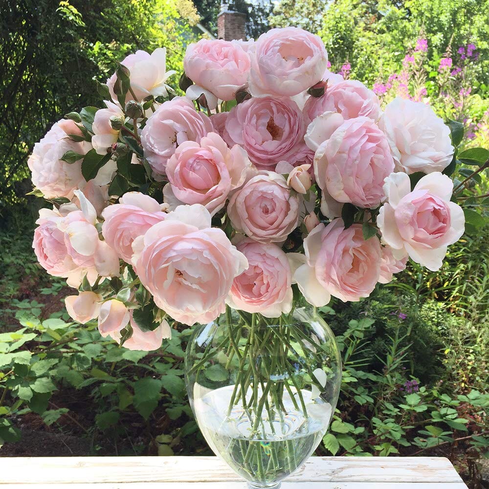 Heritage Rose Bagged Roses - Bagged bagged