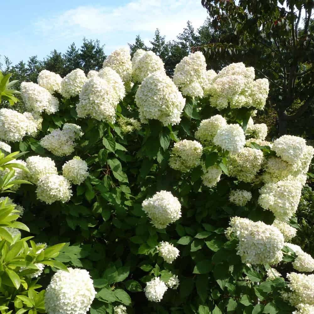 Hydrangea Hercules