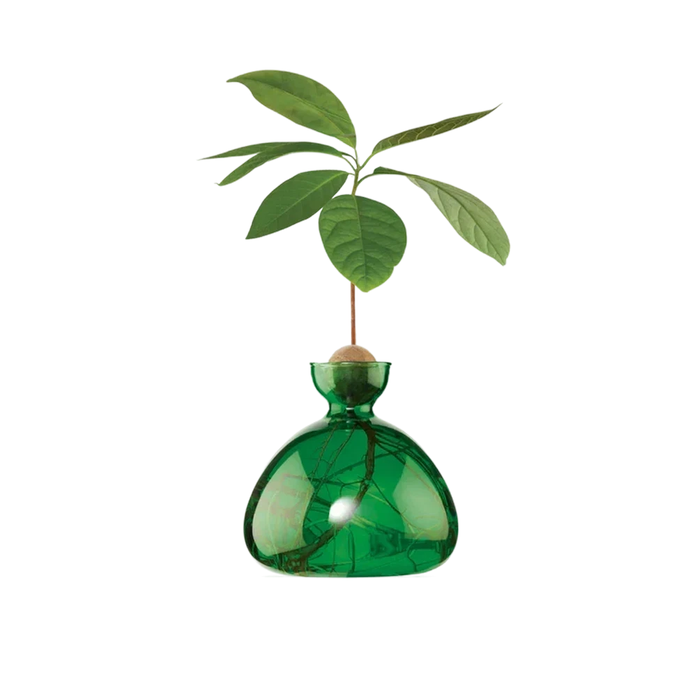 A green glass dropper-style vase with a small wooden stopper and a single green leafy plant inserted, shown on a plain white background.
