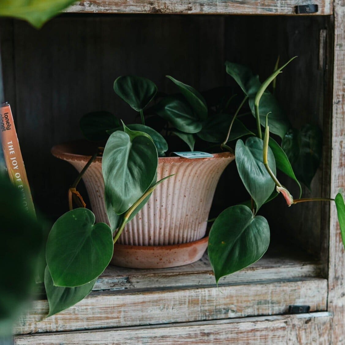 Indoor plant styling workshop Workshop Brookfield Gardens