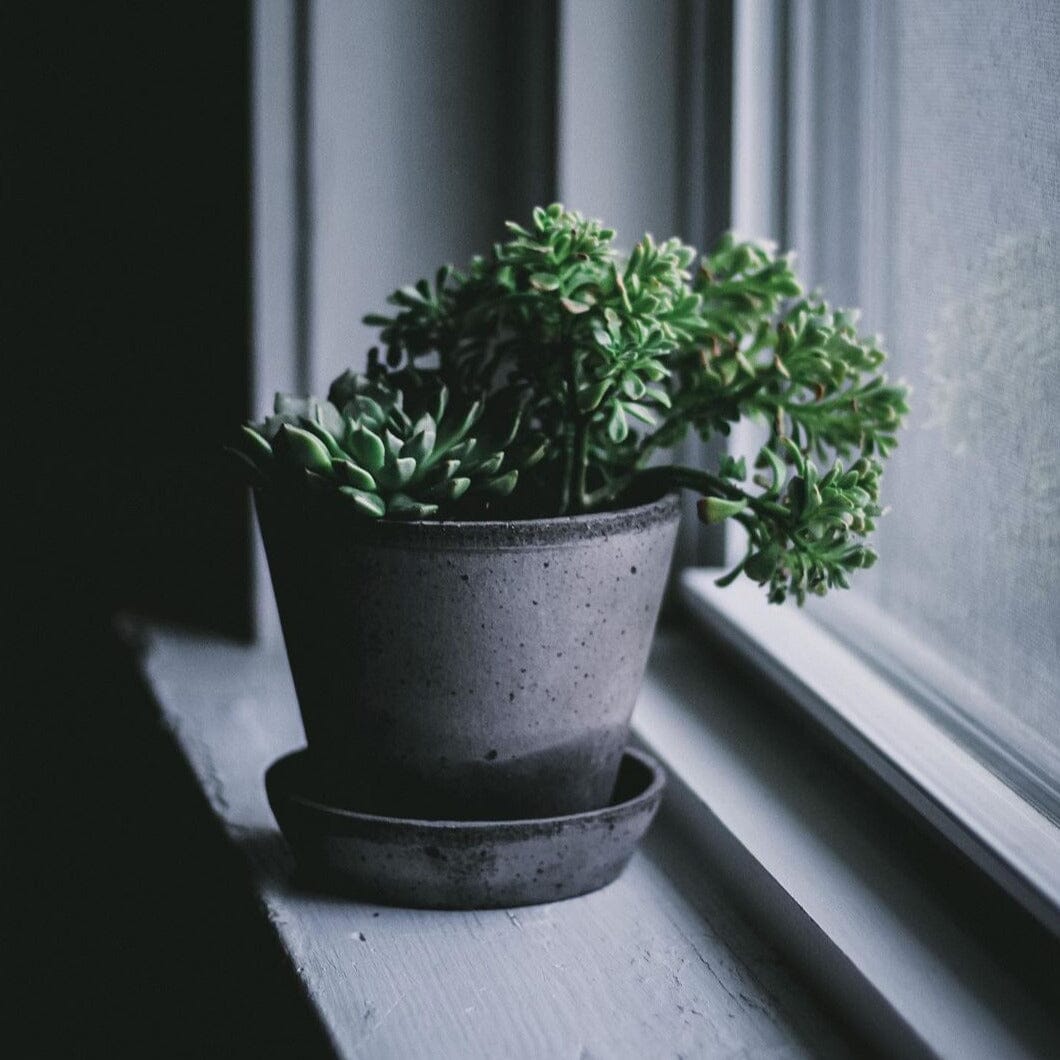 Julie Grey inc Saucer Pots - Berg Berg