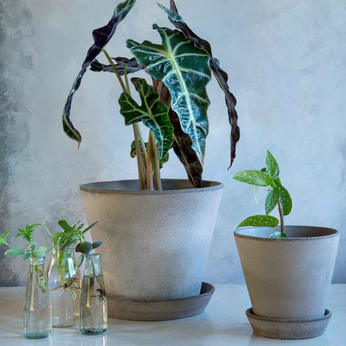 Julie Grey inc Saucer Pots - Berg Berg