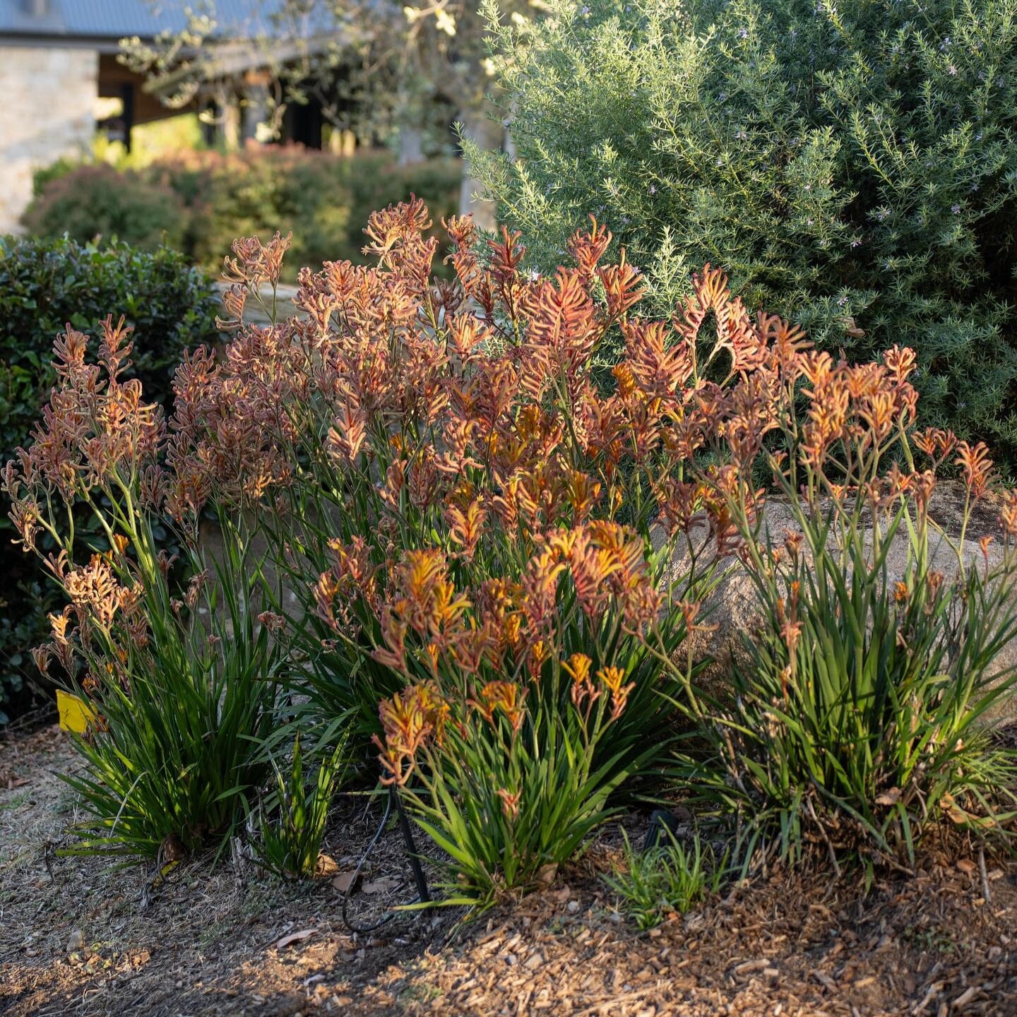 Kangaroo Paw Brookfield Gardens