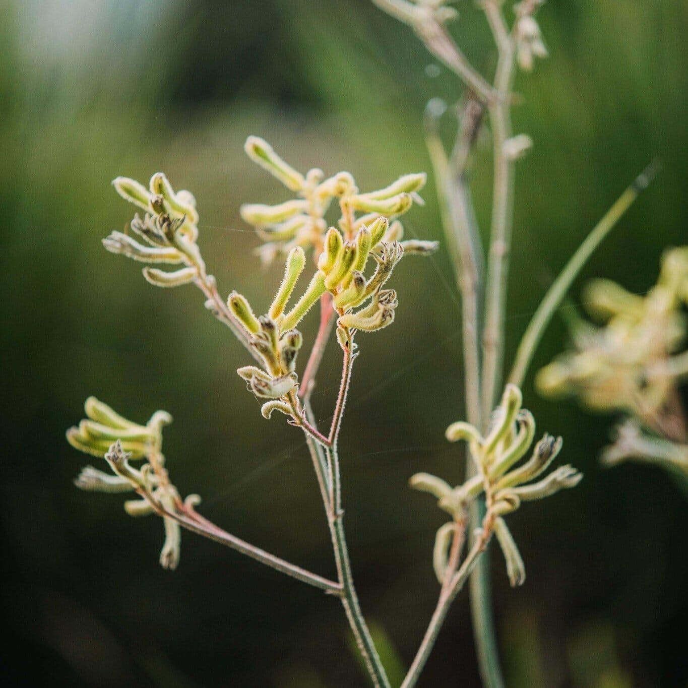 Kangaroo Paw Brookfield Gardens
