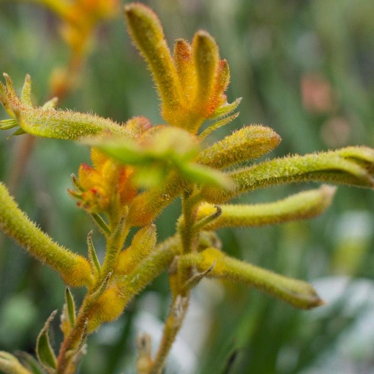 Kangaroo Paw Brookfield Gardens