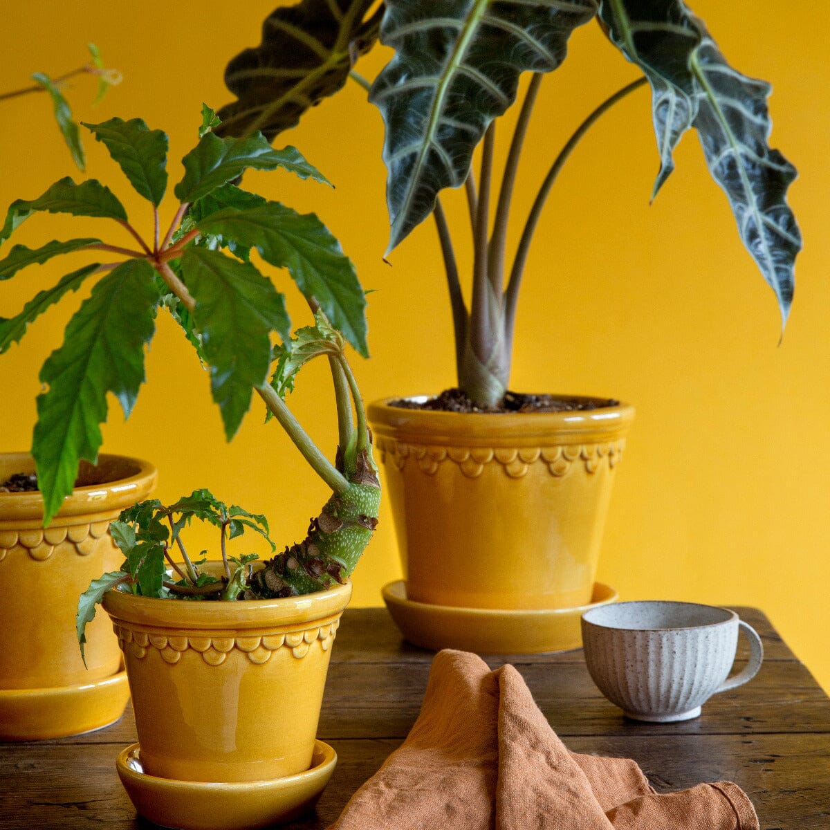Kobenhavner Amber inc Saucer Pots - Berg Berg