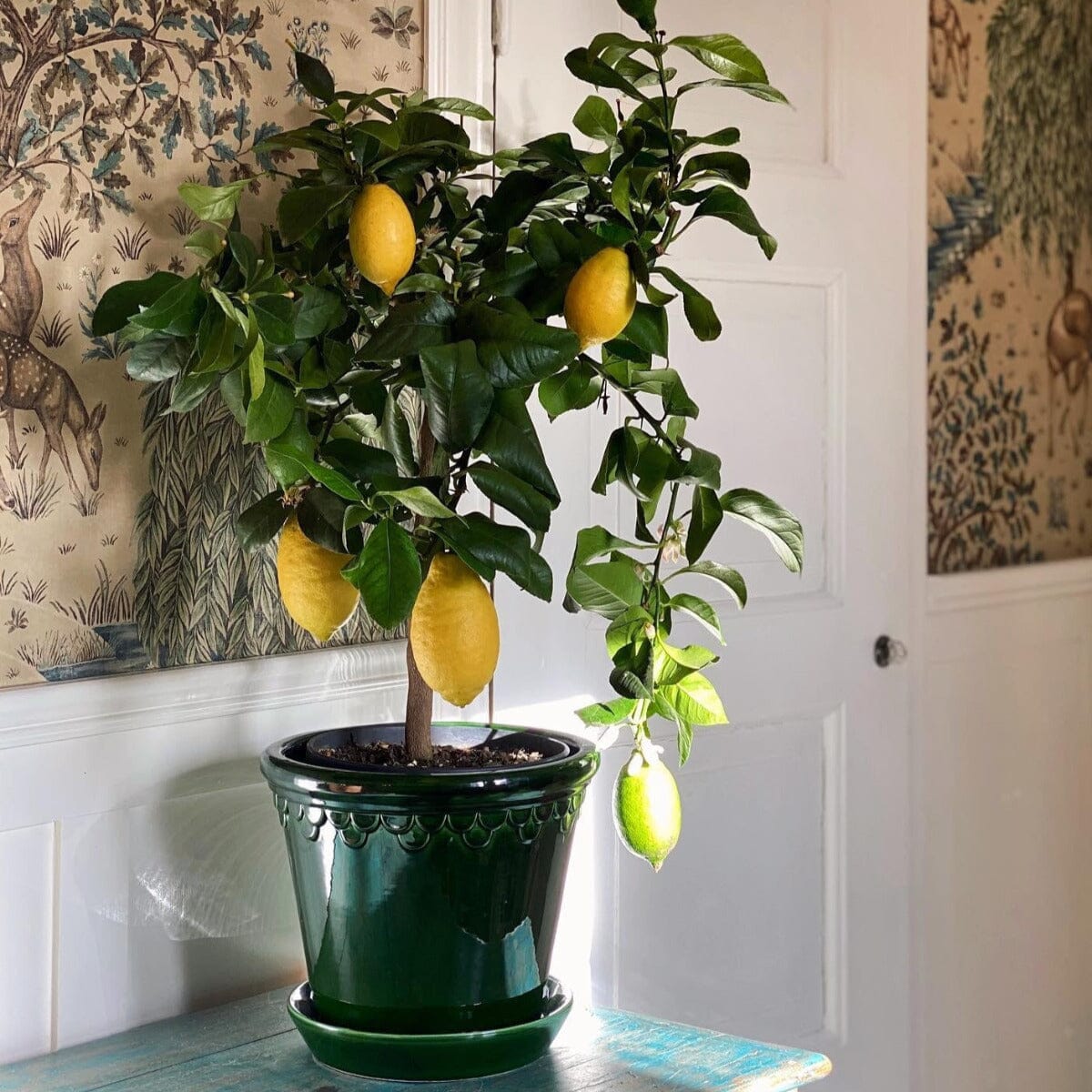 Kobenhavner Green inc saucer Pots - Berg Berg